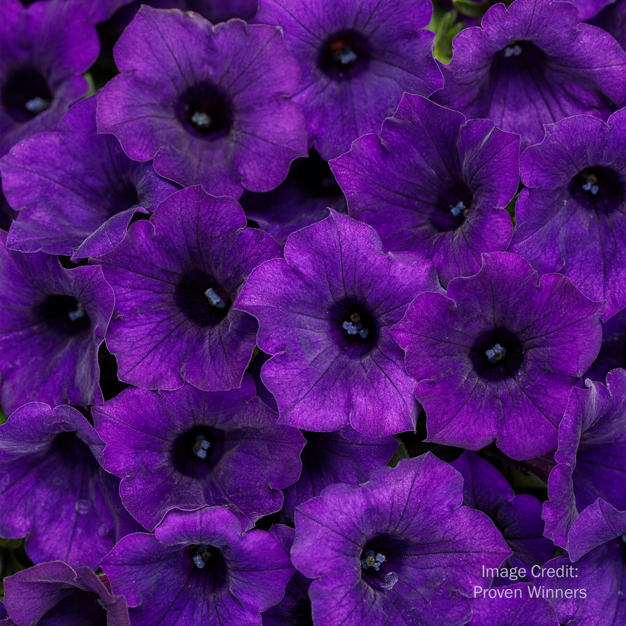 Proven Winners® Supertunia®