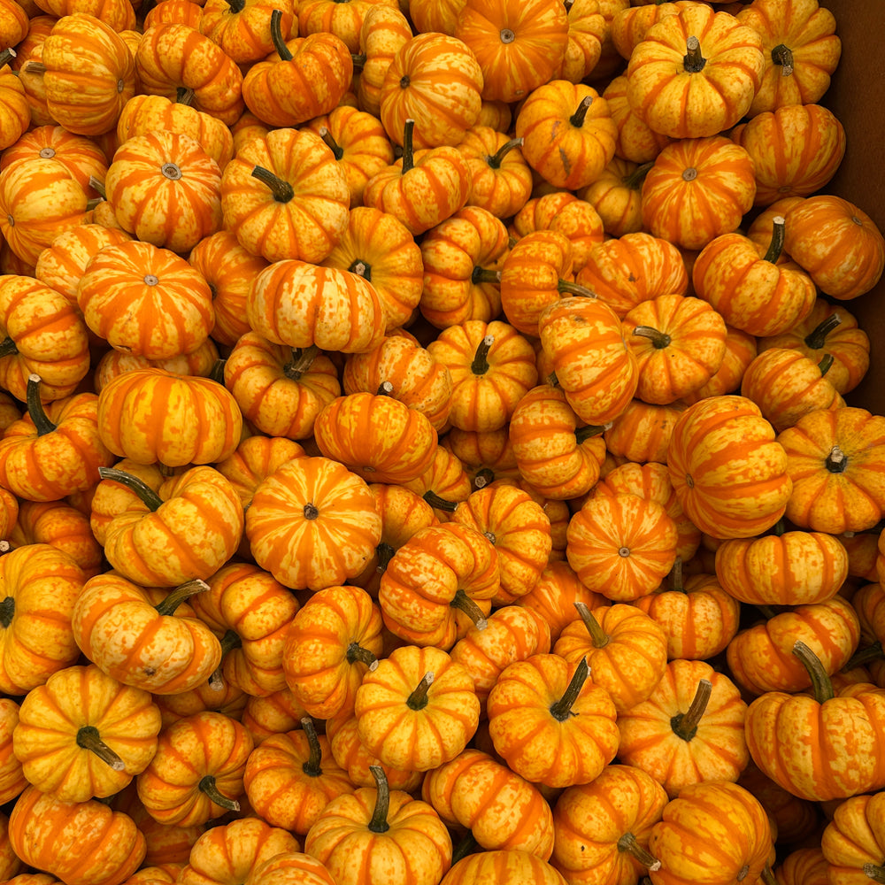 Pumpkins Galore
