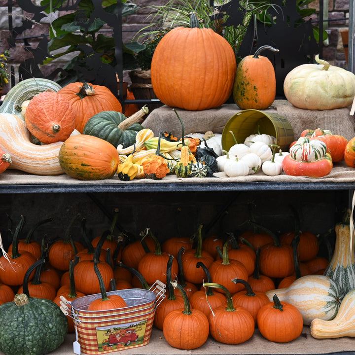 Pumpkins Galore