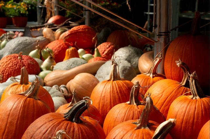 Pumpkins Galore