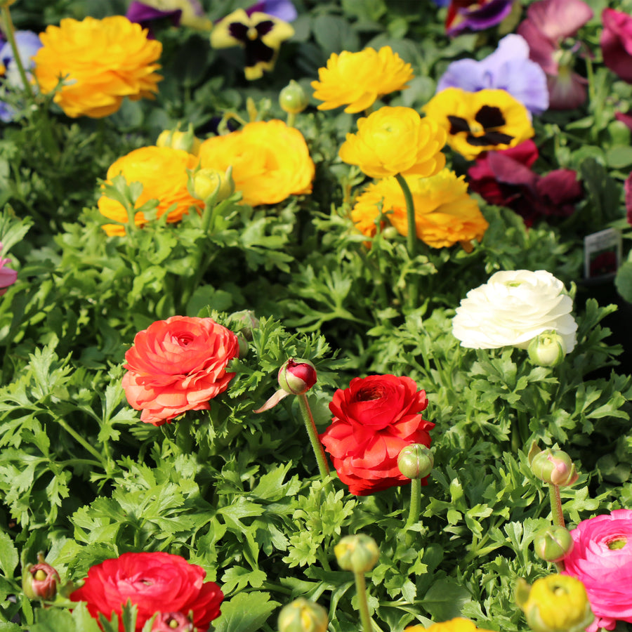 Persian Buttercup
