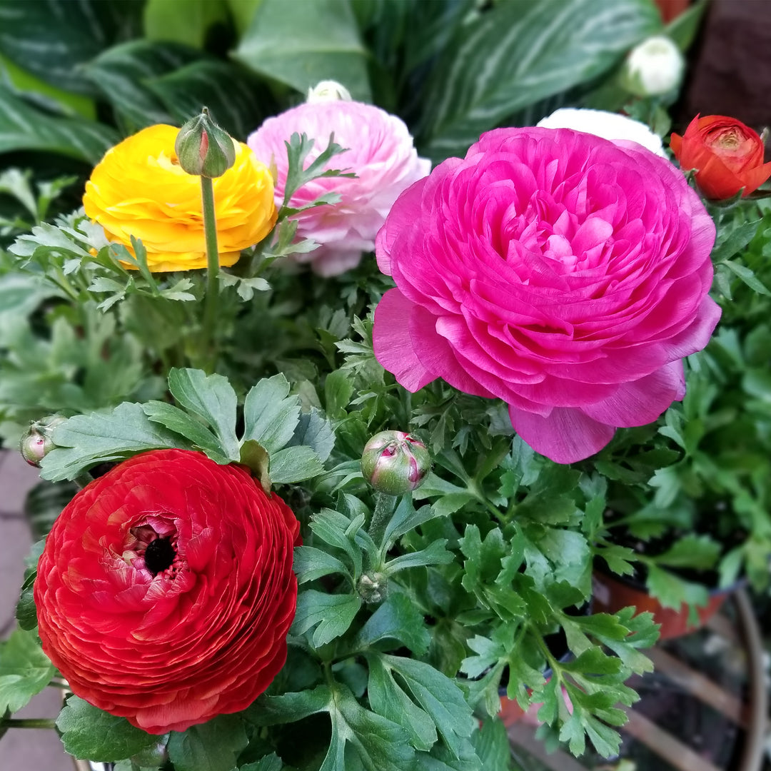 Persian Buttercup
