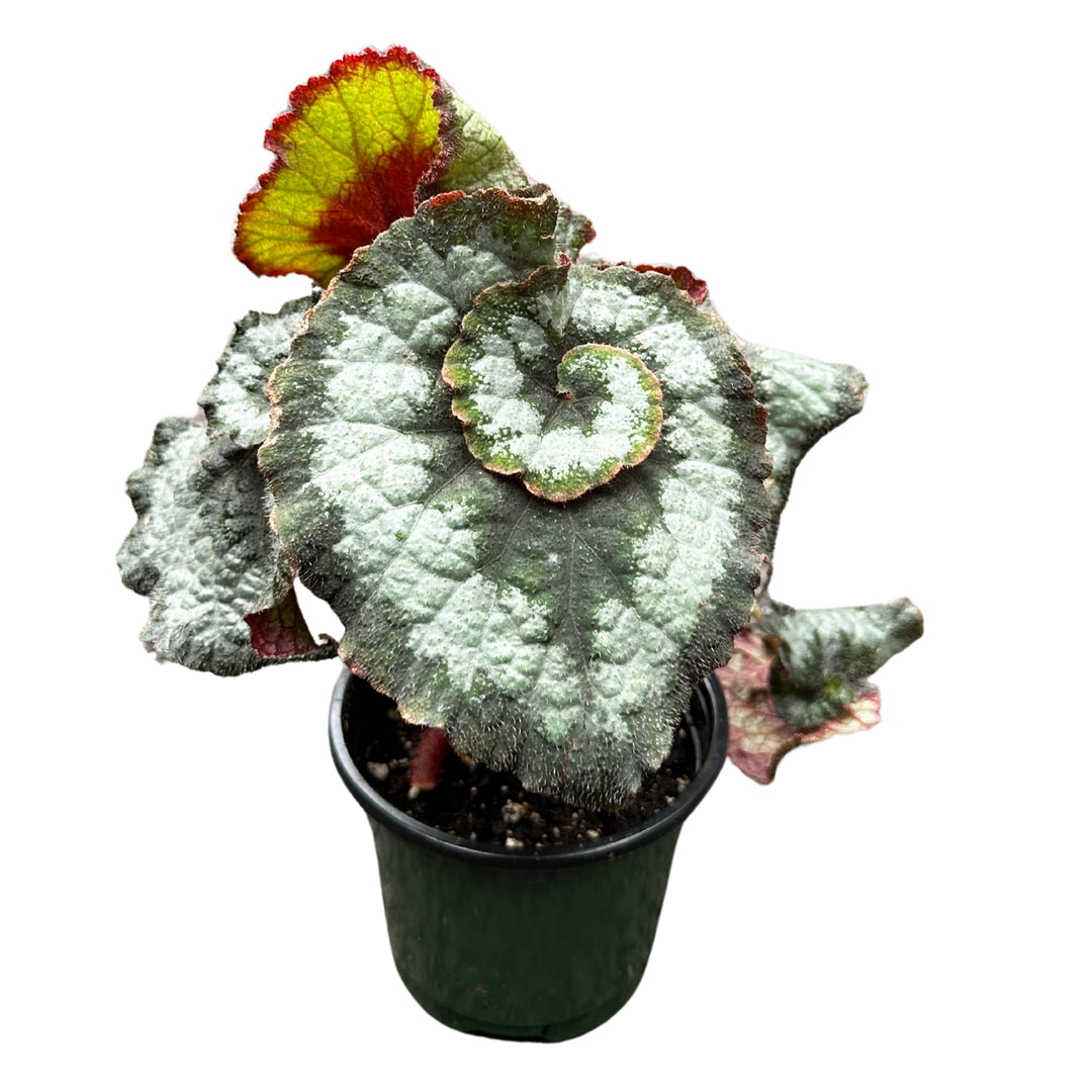 Rex Begonia