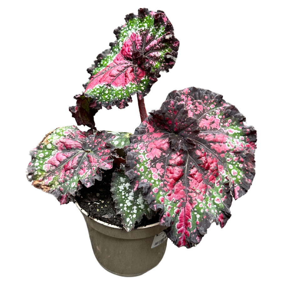 Rex Begonia