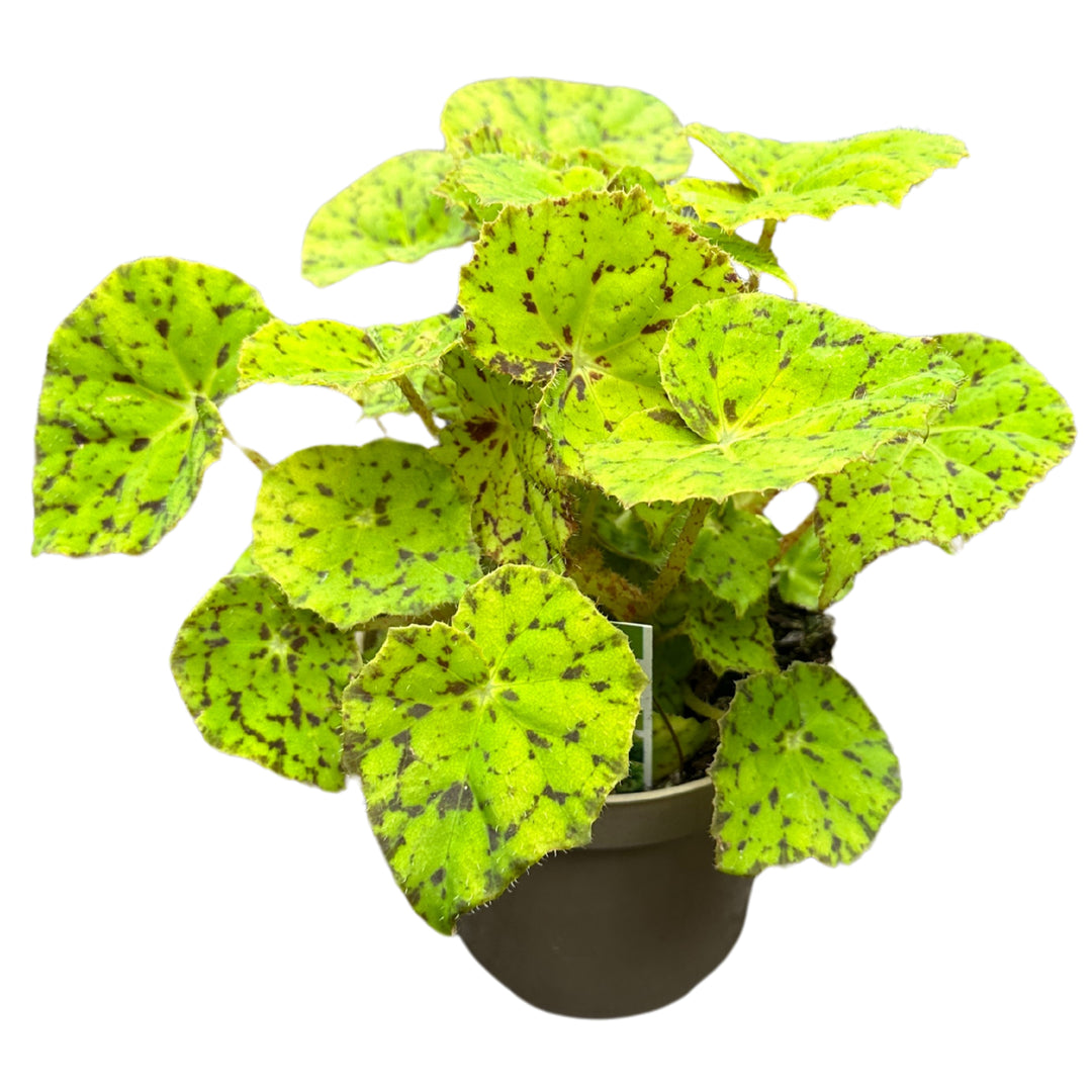 Rex Begonia