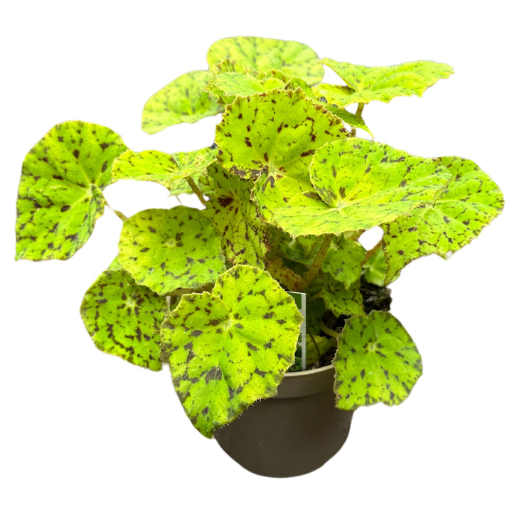 Rex Begonia