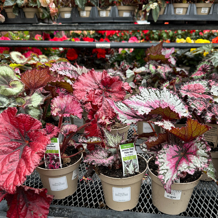 Rex Begonia