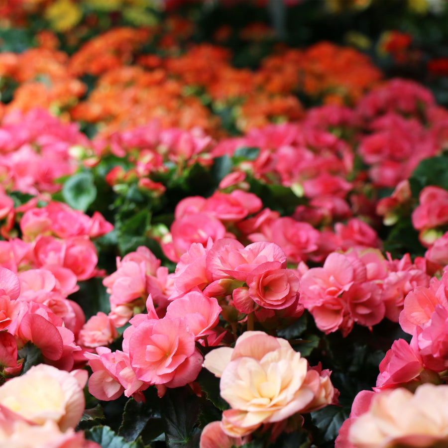 Rieger Begonia
