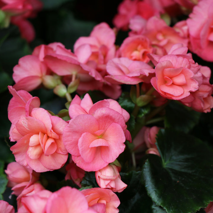 Rieger Begonia