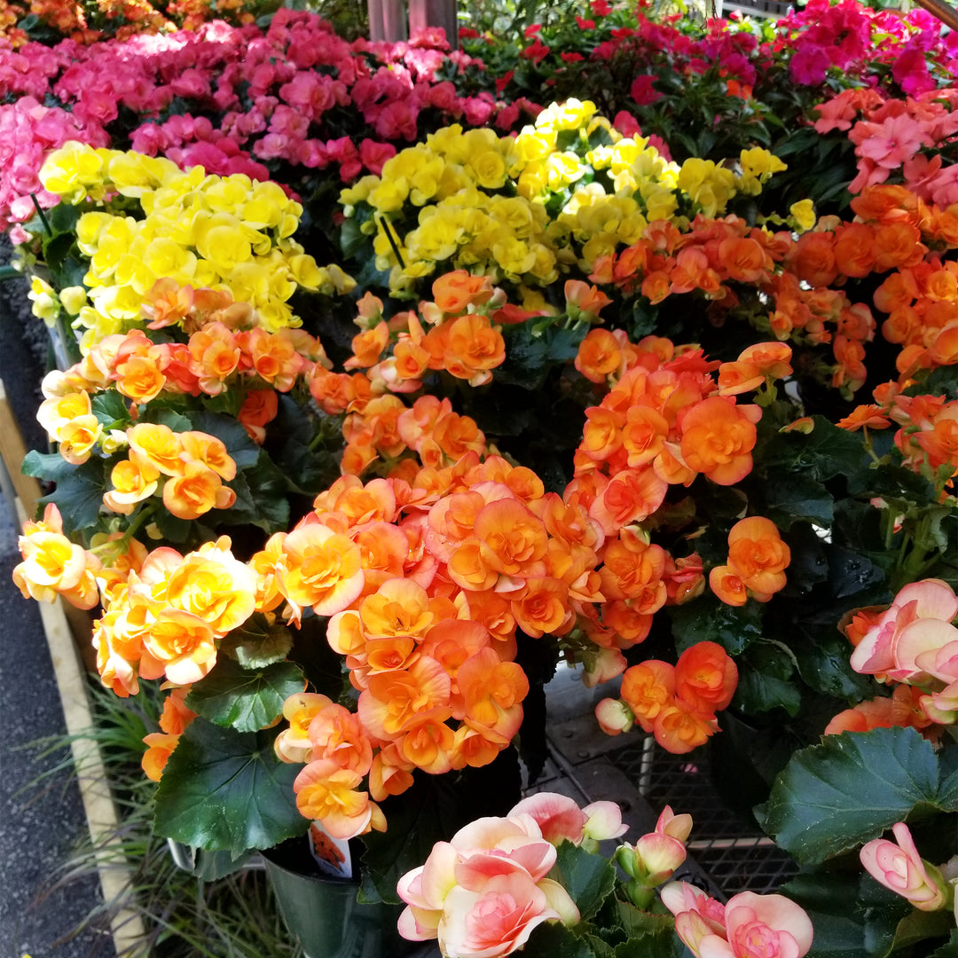 Rieger Begonia