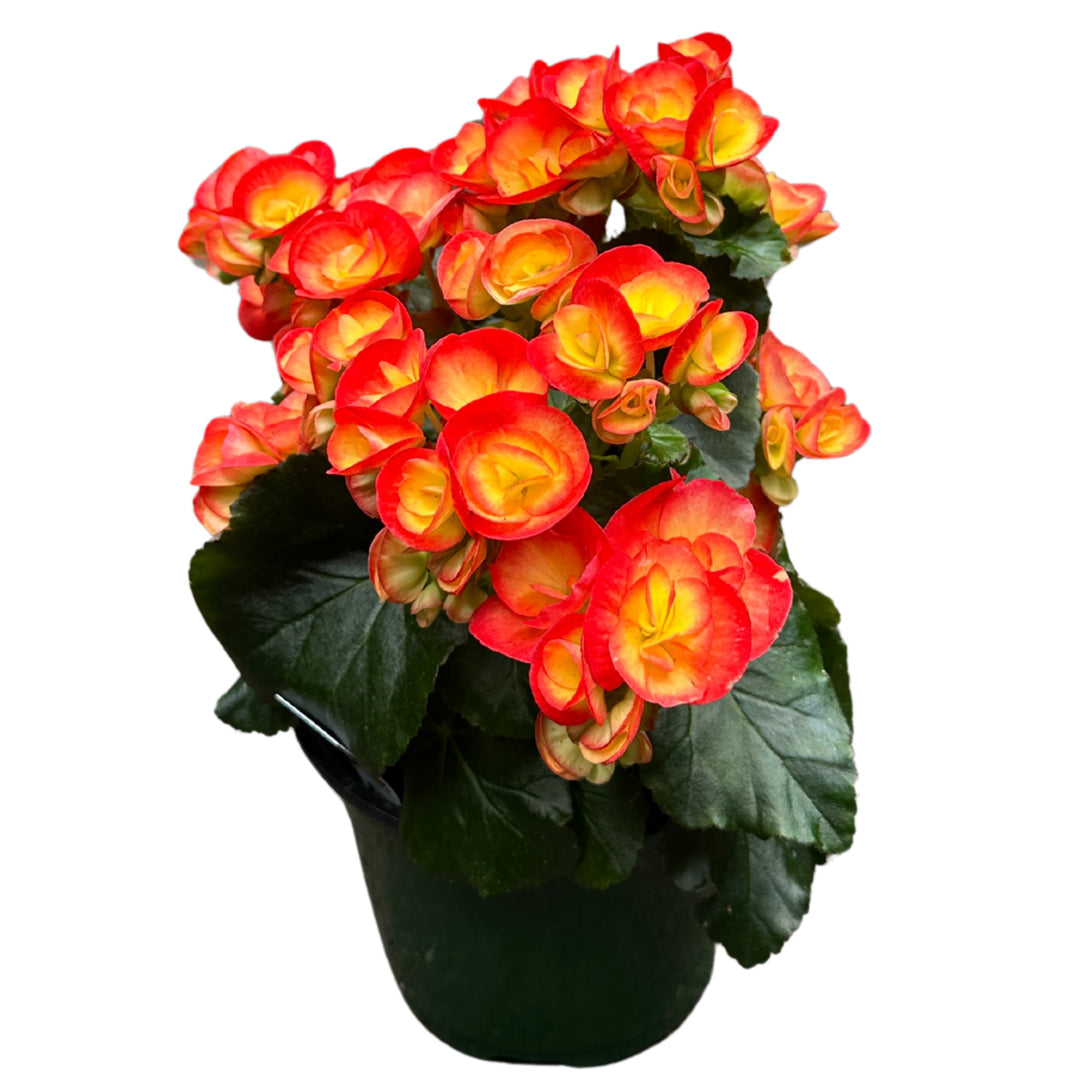 Rieger Begonia