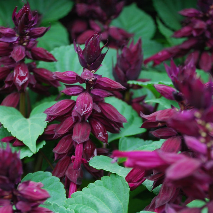 Salvia