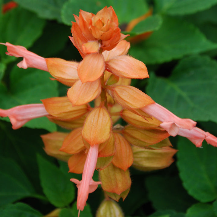 Salvia