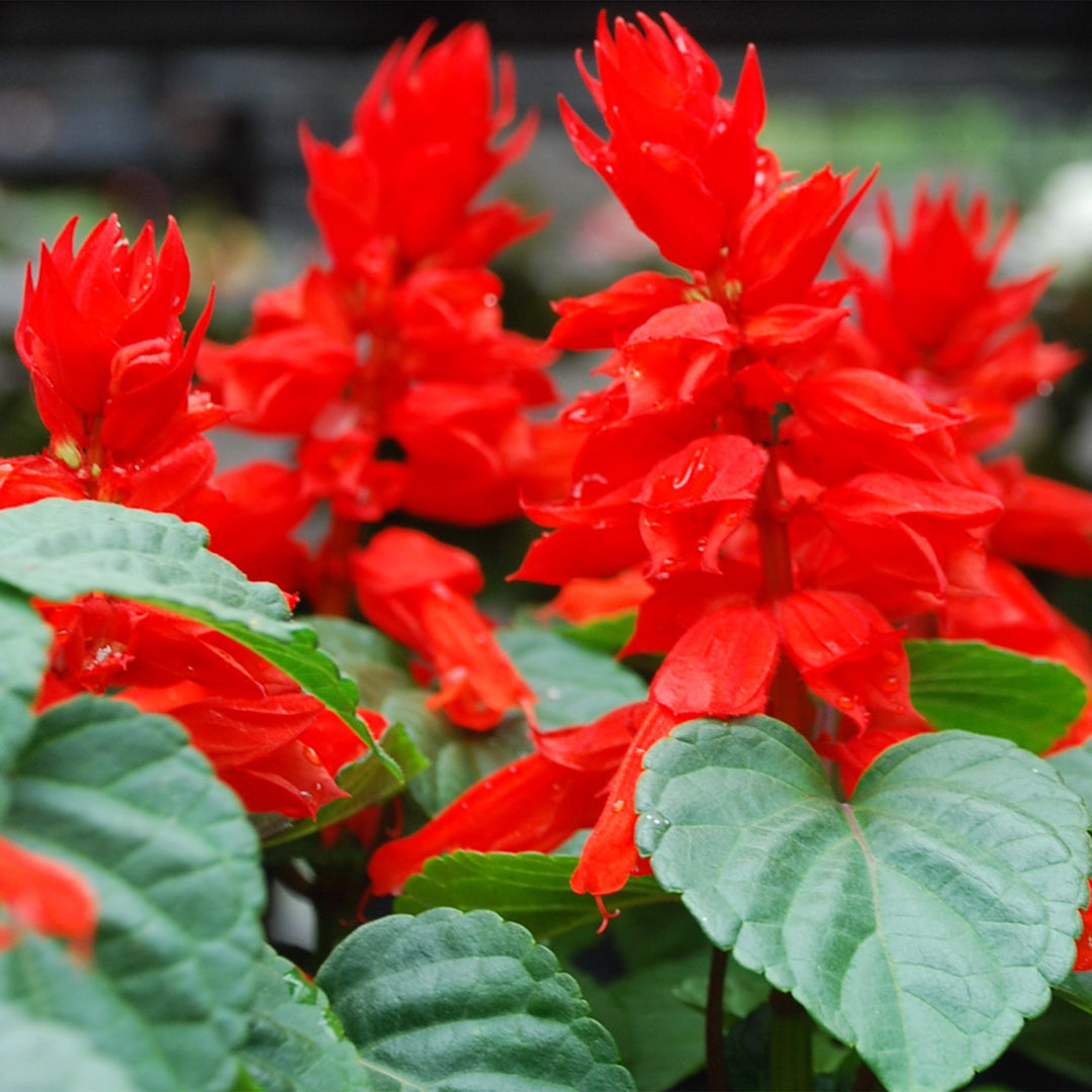 Salvia