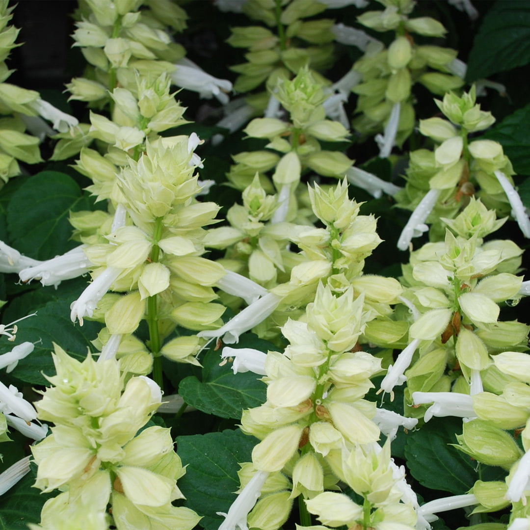 Salvia