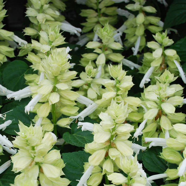 Salvia