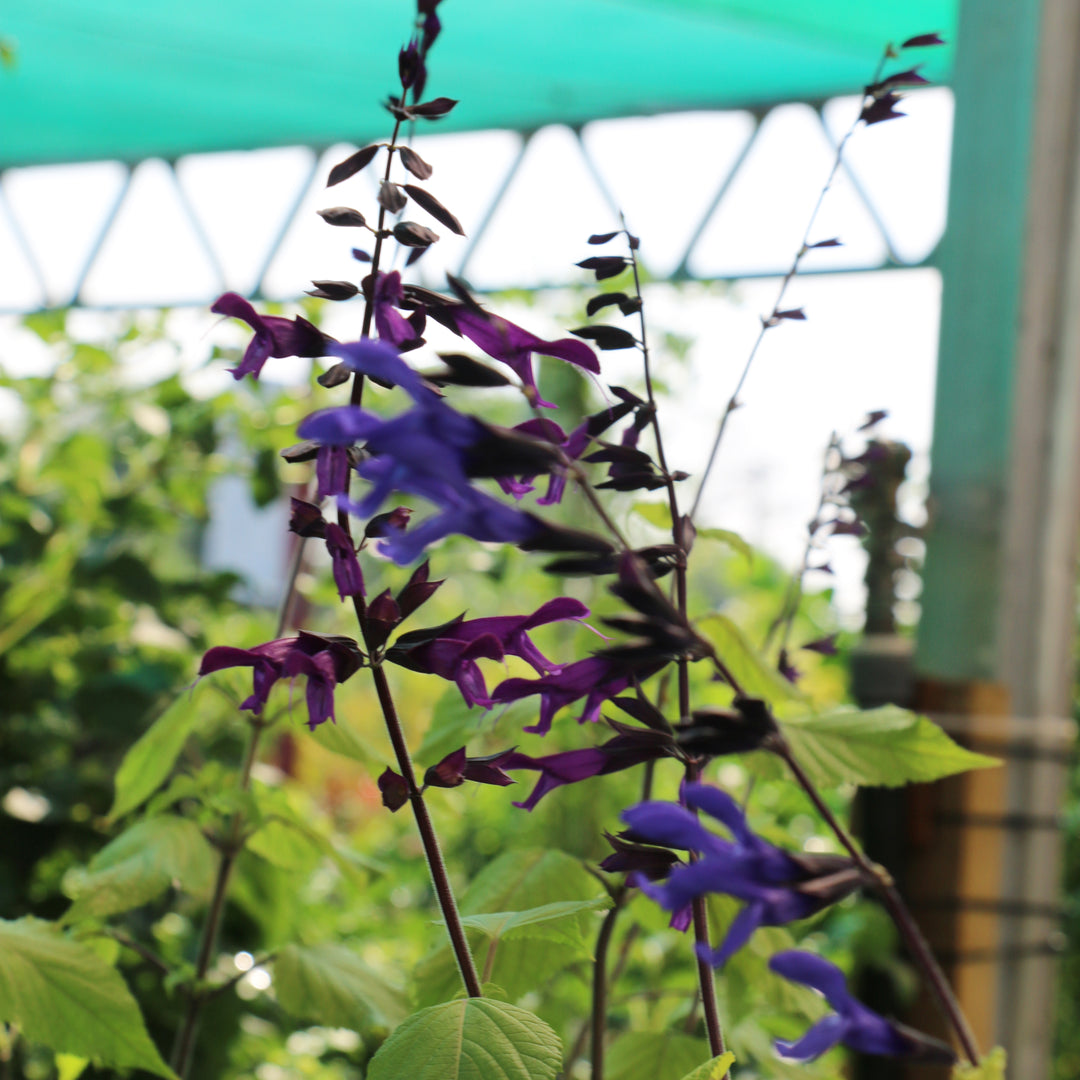 Salvia