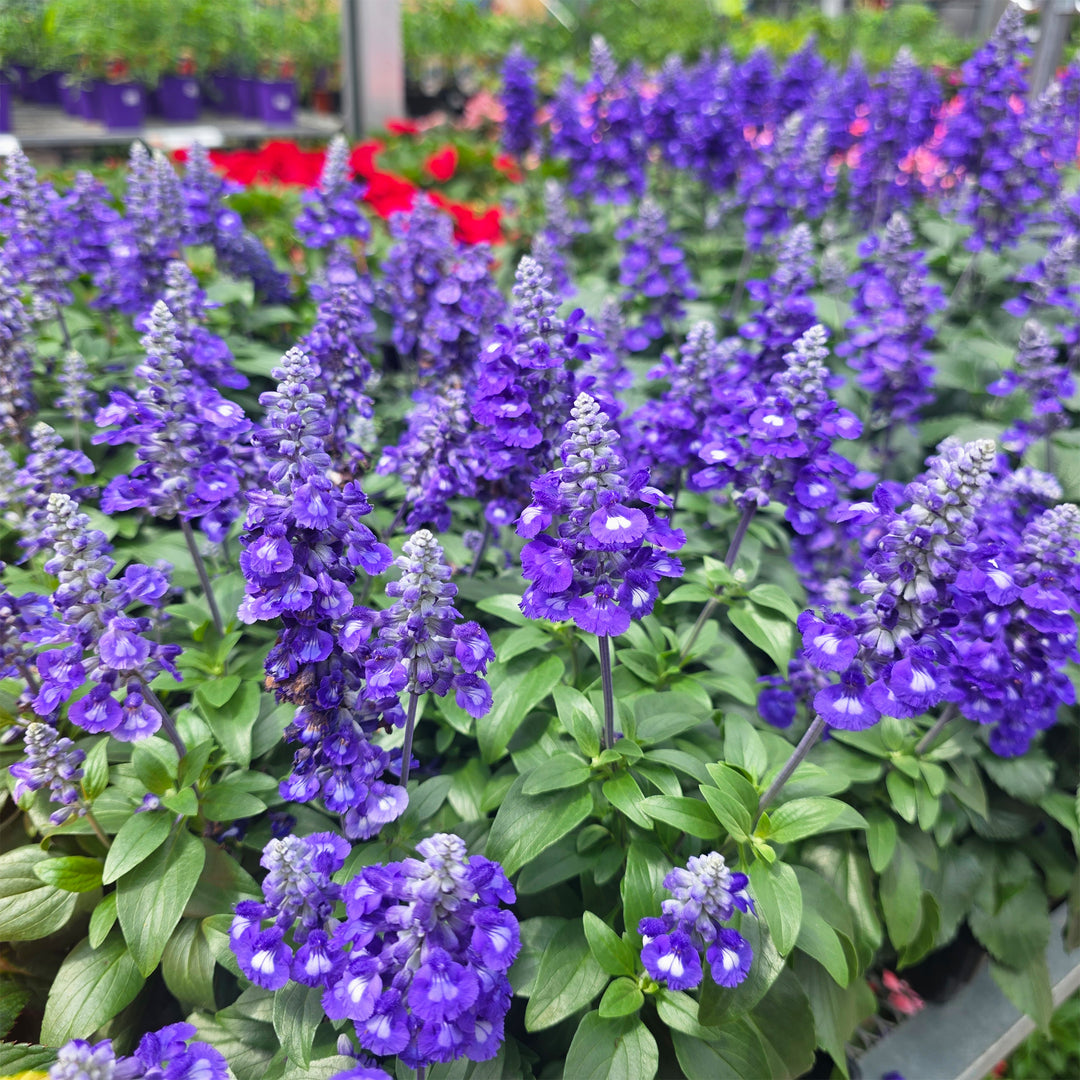 Salvia