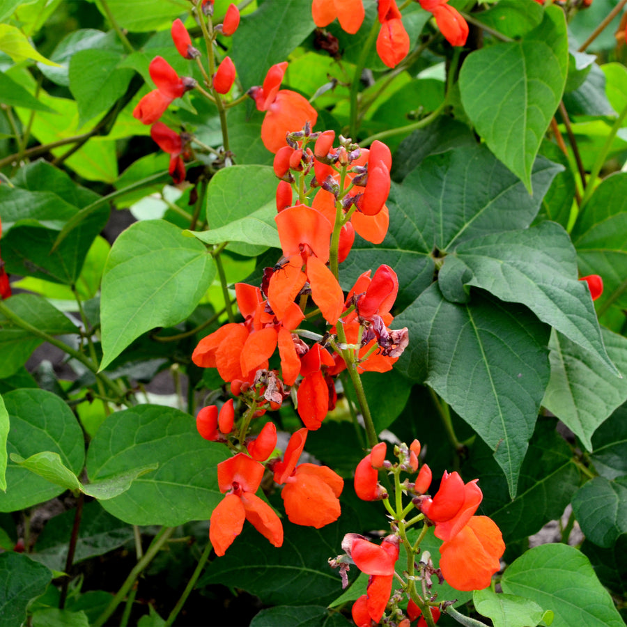 Scarlet Runner Bean Vine