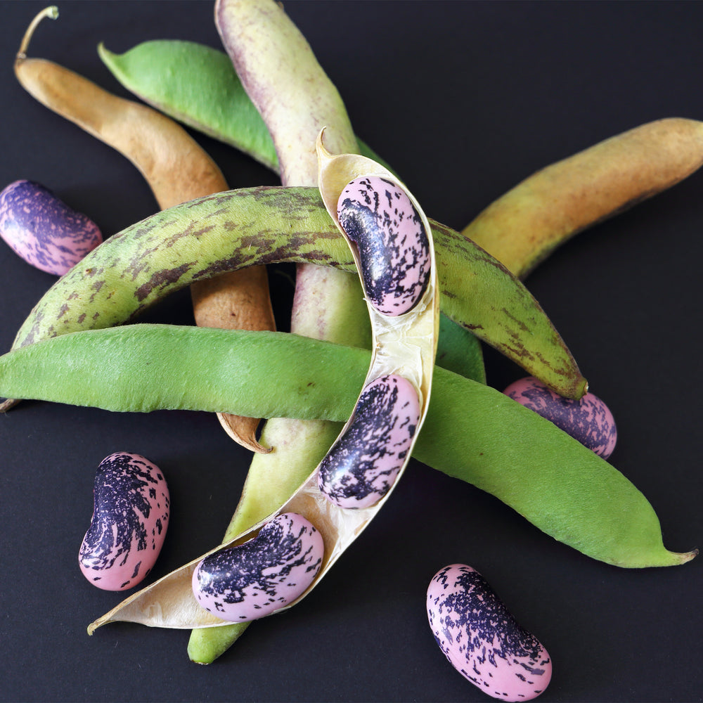 Scarlet Runner Bean Vine