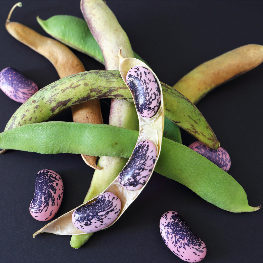 Scarlet Runner Bean Vine