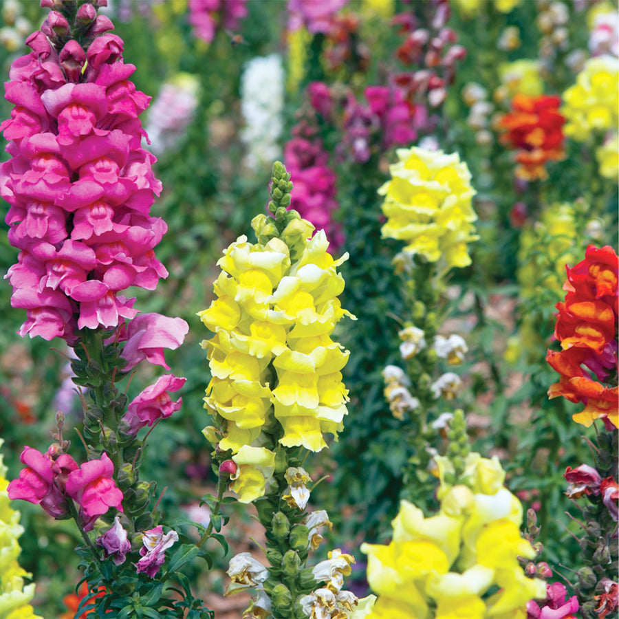 Snapdragon