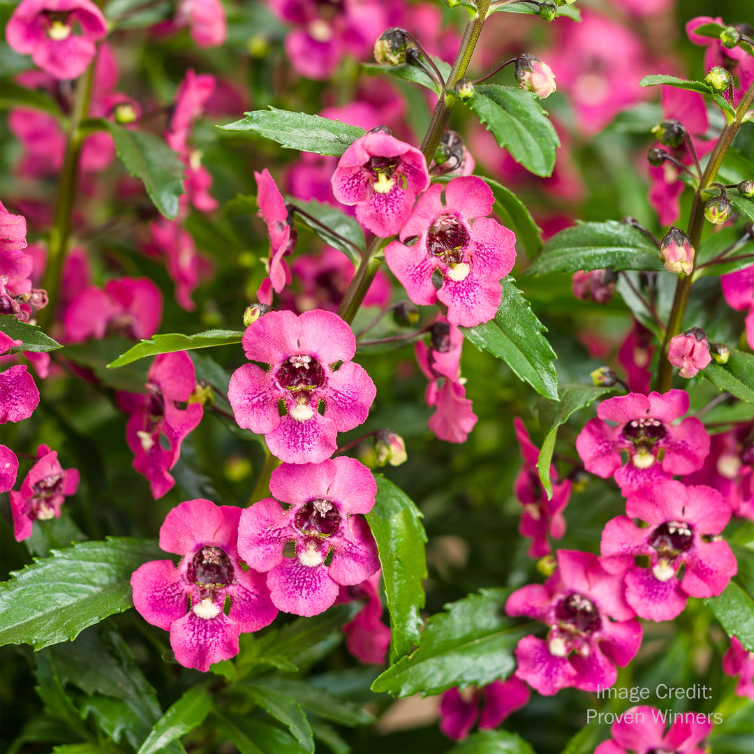 Summer Snapdragon