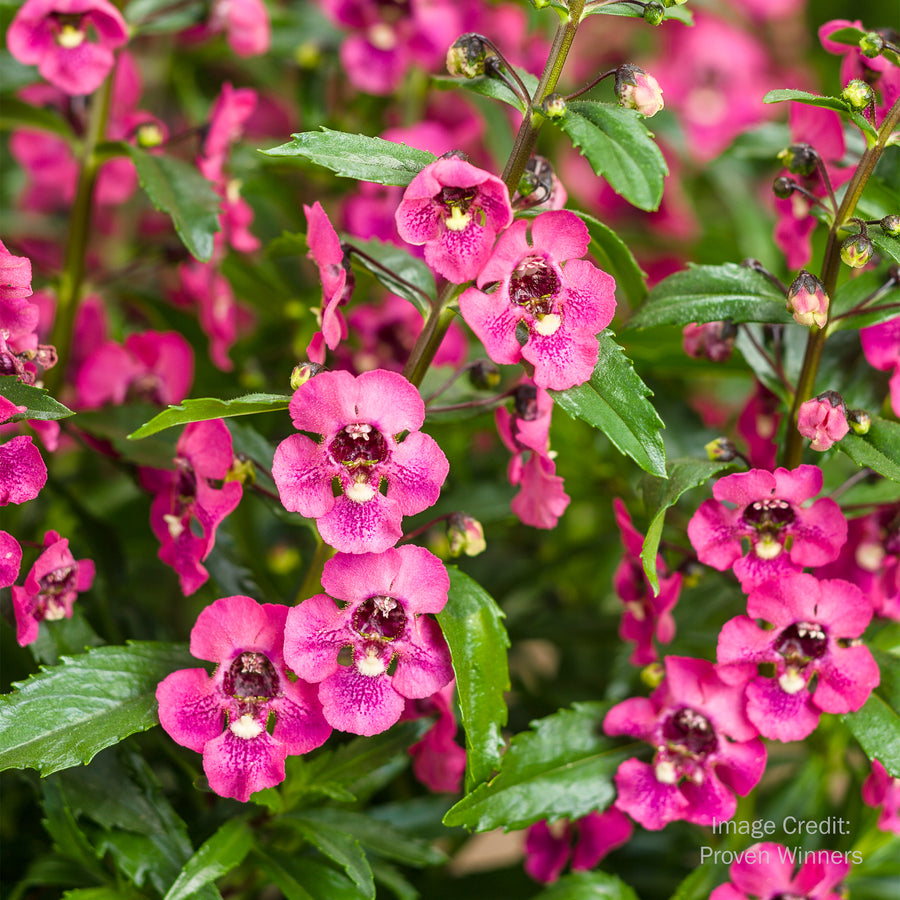Summer Snapdragon