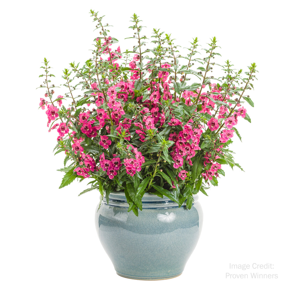 Summer Snapdragon