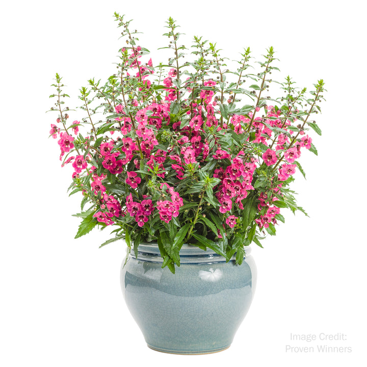Summer Snapdragon