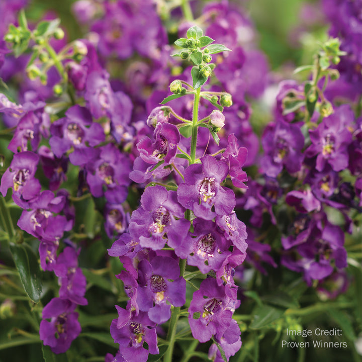 Summer Snapdragon