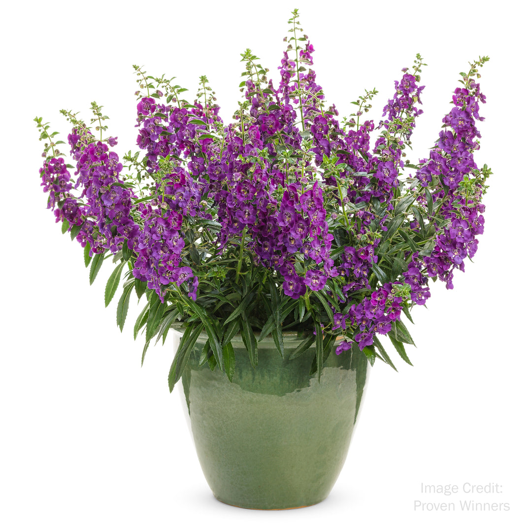 Summer Snapdragon