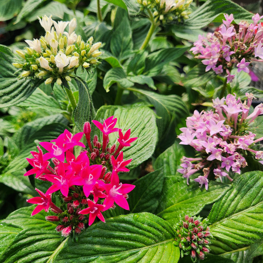 Star Flower