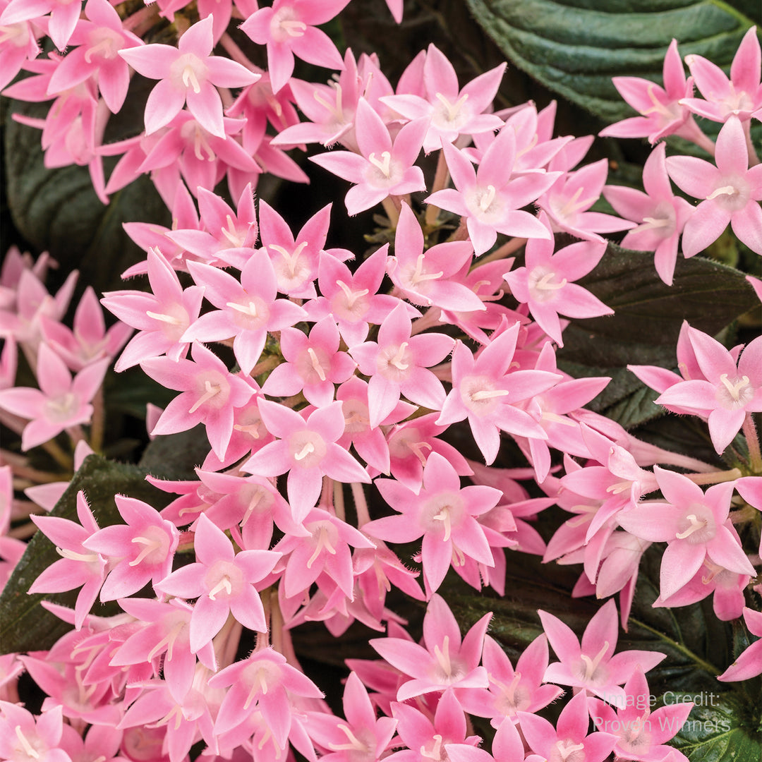 Star Flower
