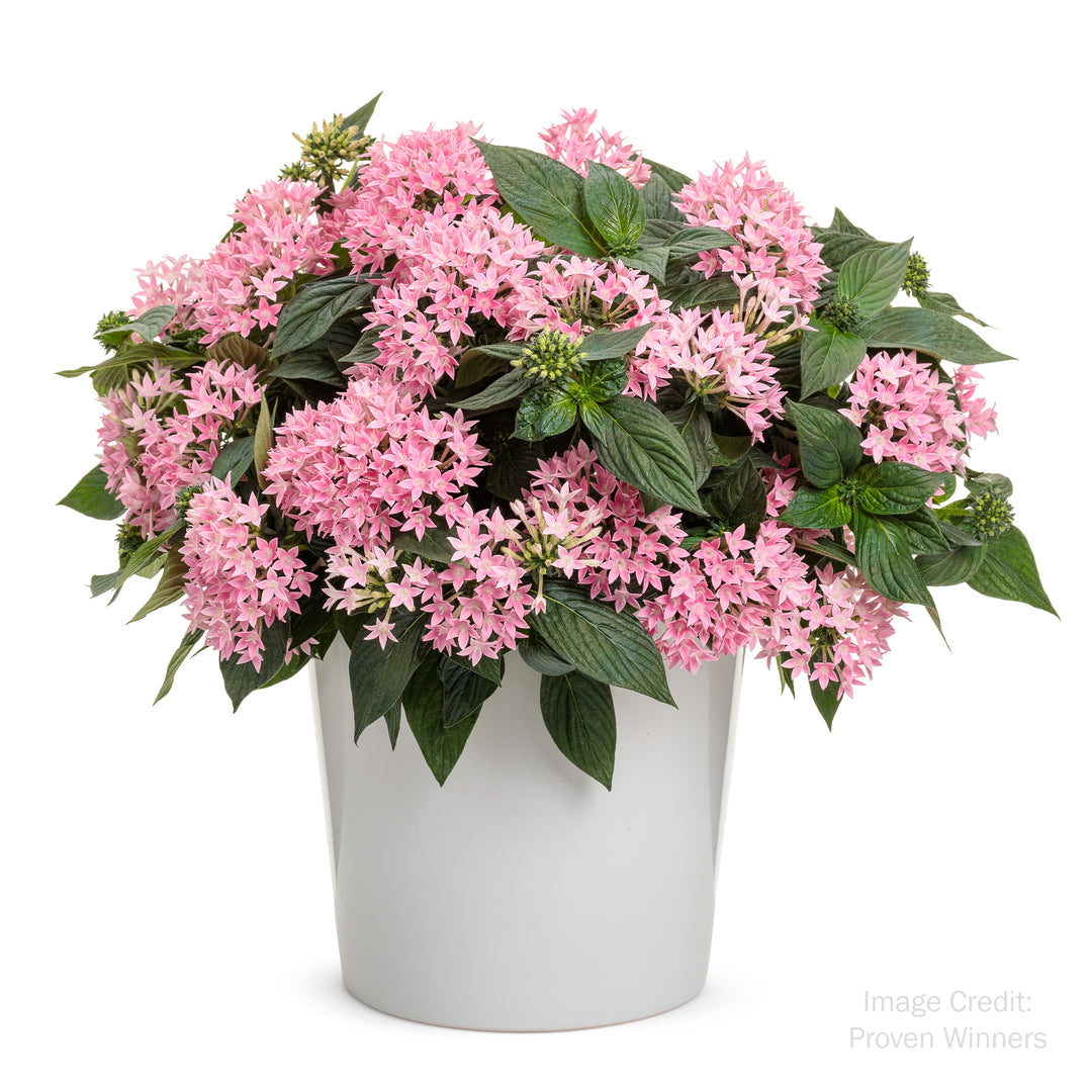 Star Flower