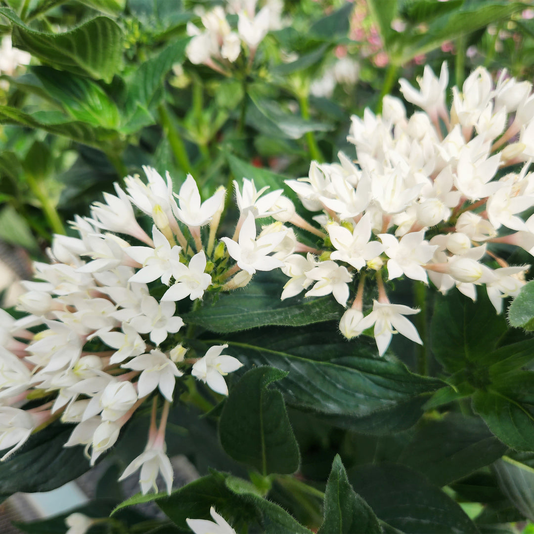 Star Flower