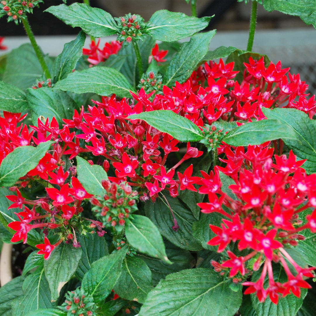 Star Flower