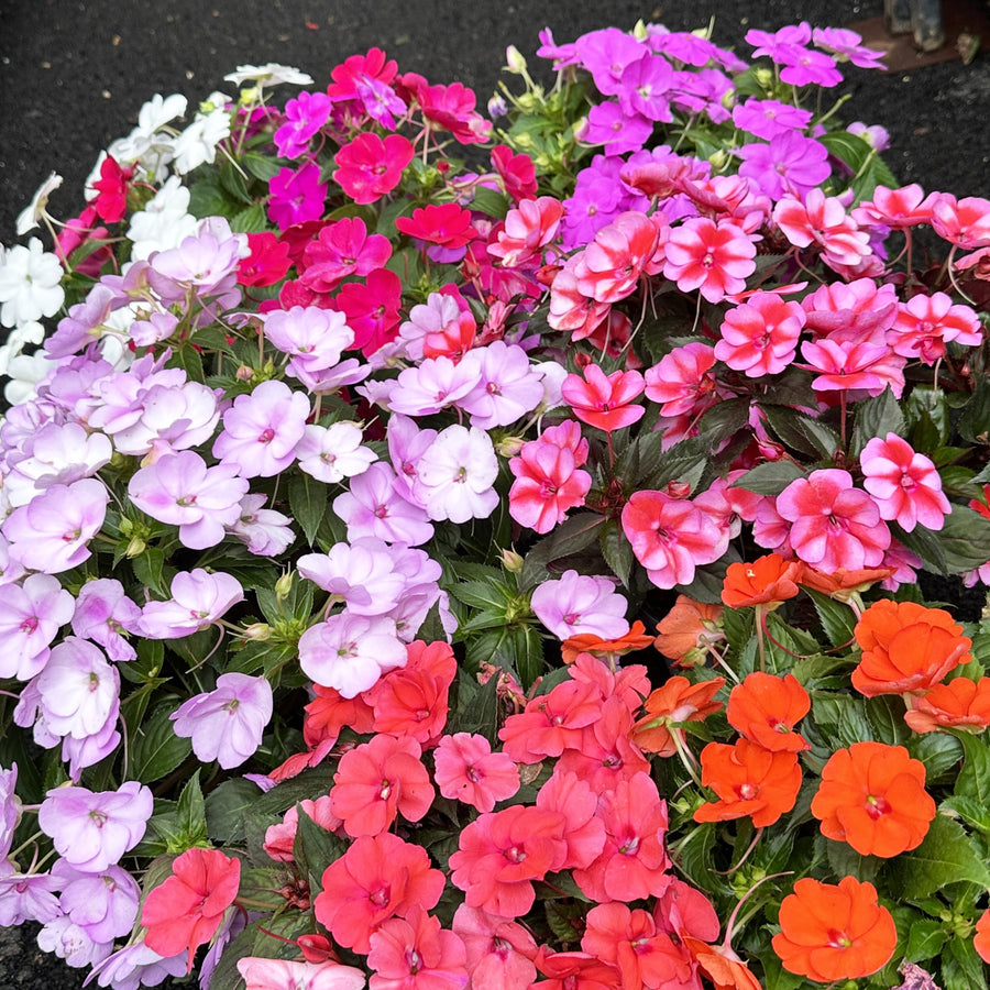 Sunpatiens®