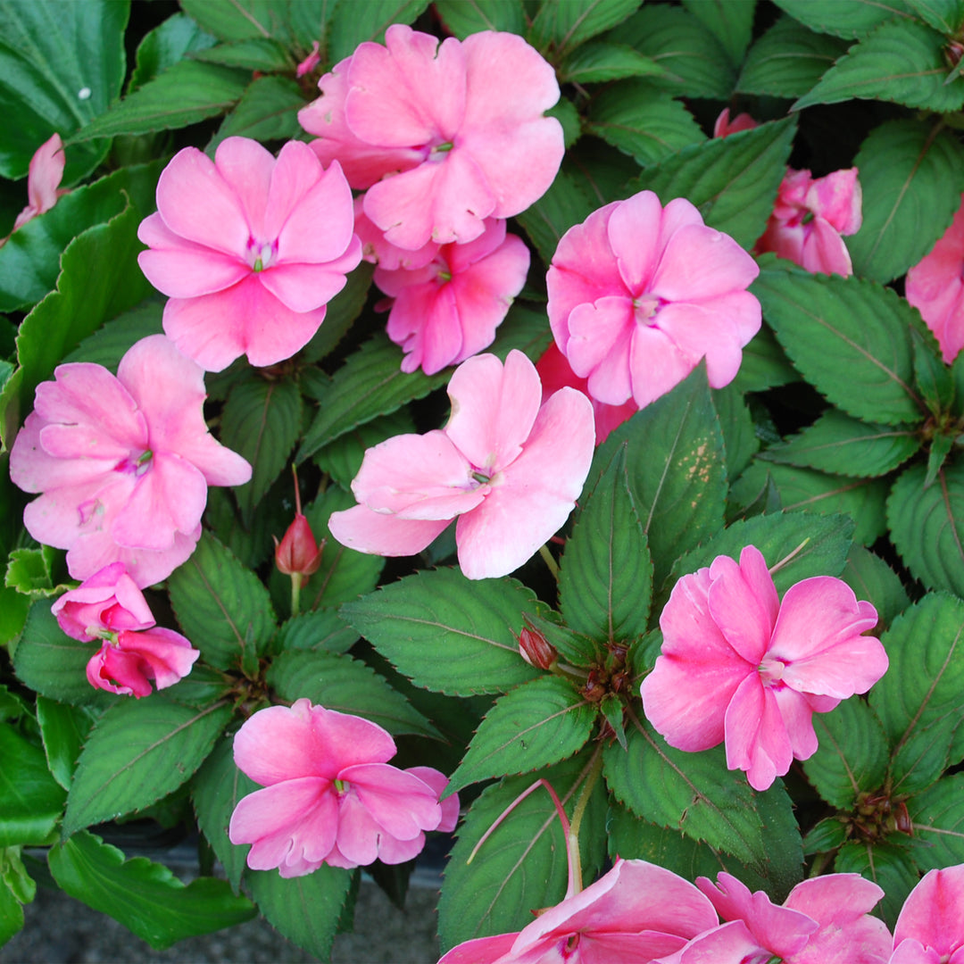 Sunpatiens®