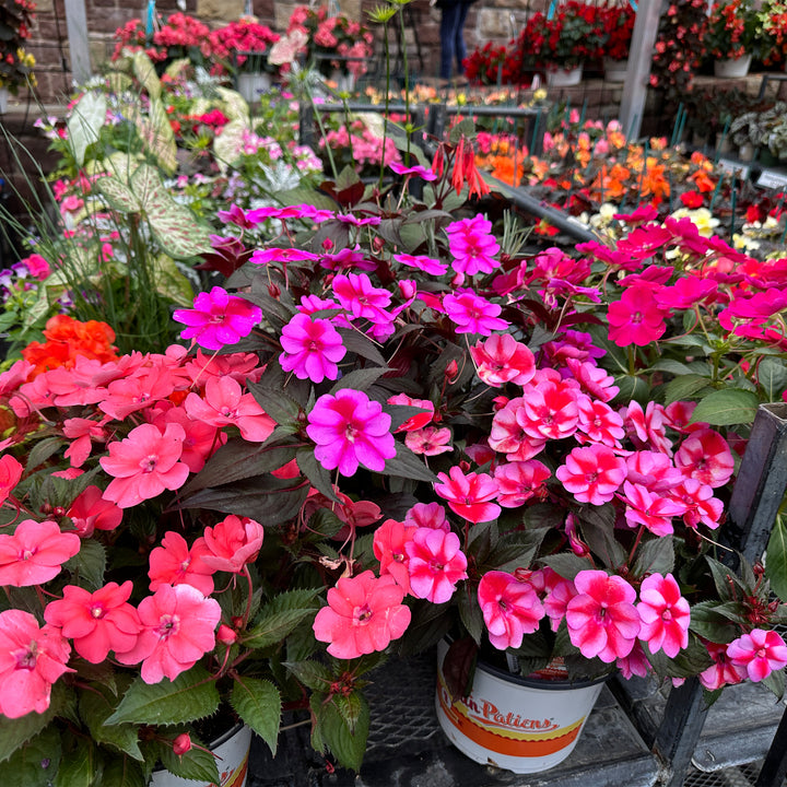 Sunpatiens®