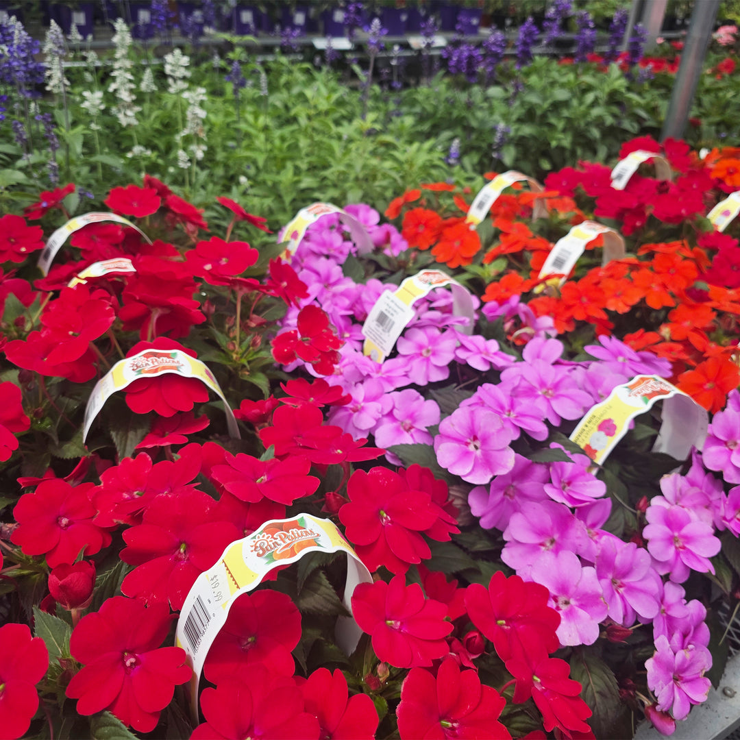 Sunpatiens®