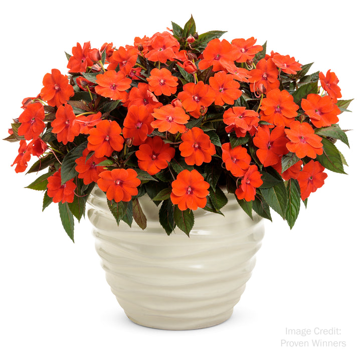 Sunpatiens®