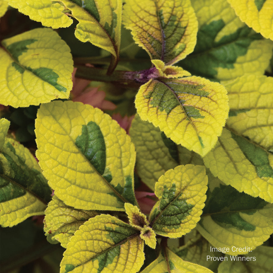 Swedish Ivy 'Guacamole'