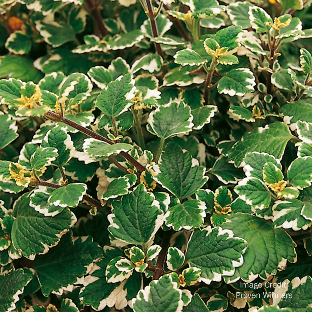 Swedish Ivy 'Marginatus'