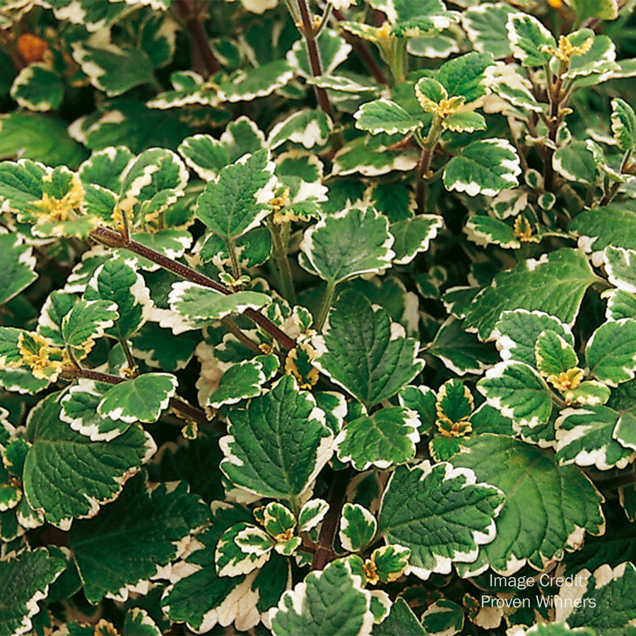 Swedish Ivy 'Marginatus'