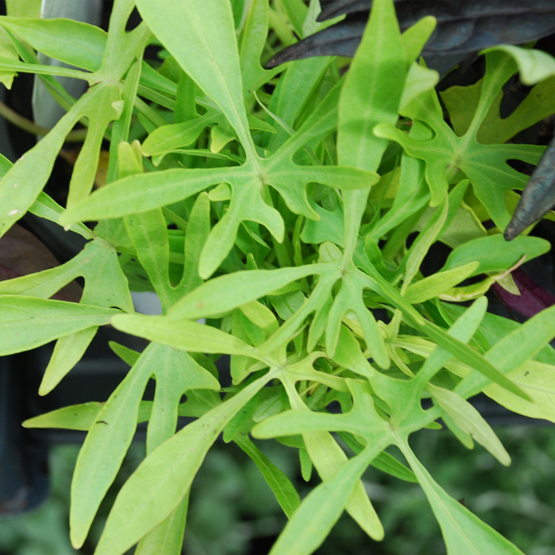 Sweetpotato Vine