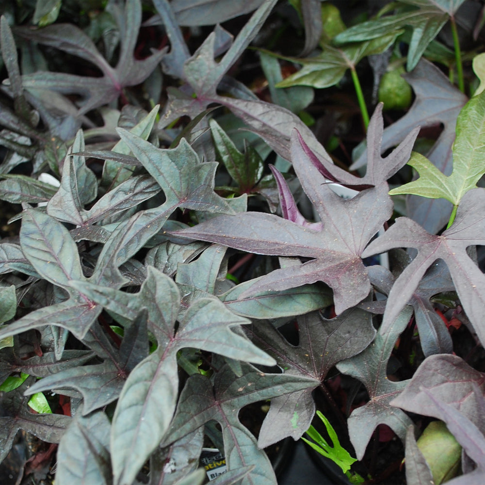 Sweetpotato Vine