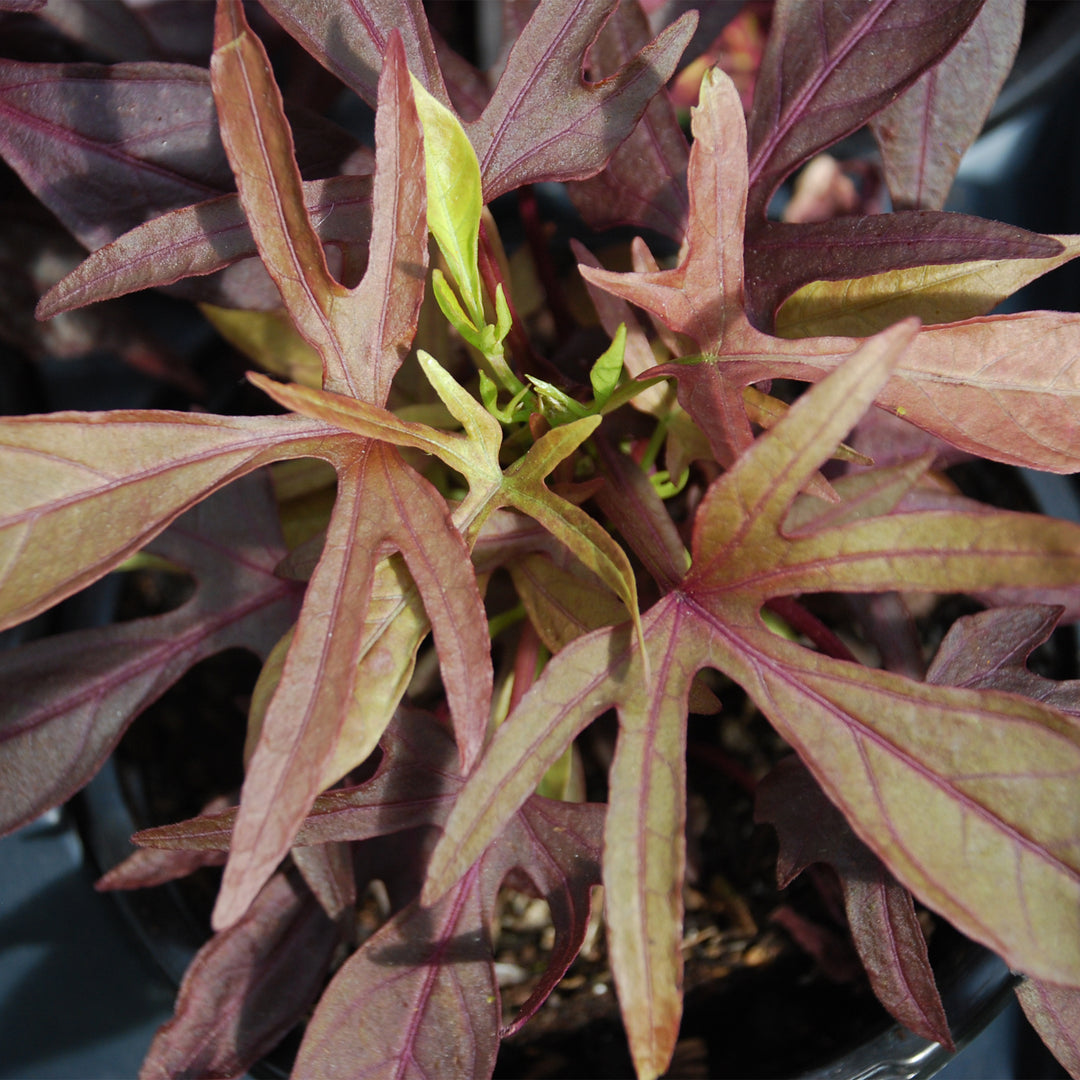 Sweetpotato Vine