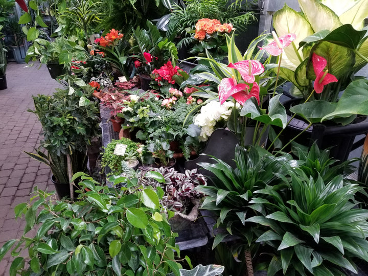 Houseplants