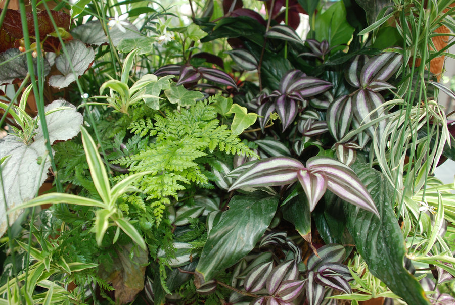 Houseplants